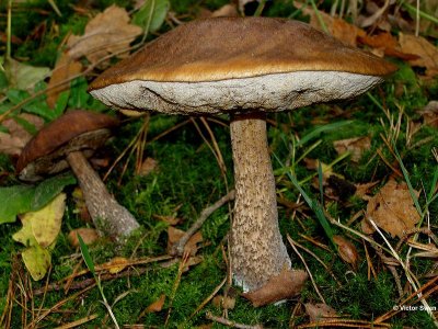 Gewone berkenboleet Leccinum scabrum.jpg