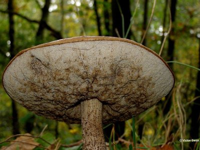 Gewone berkenboleet Leccinum scabrum.jpg