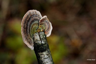 Gewoon elfenbankje Trametes versicolor.jpg