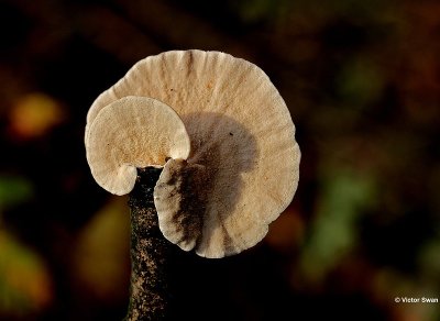 Gewoon elfenbankje Trametes versicolor.jpg