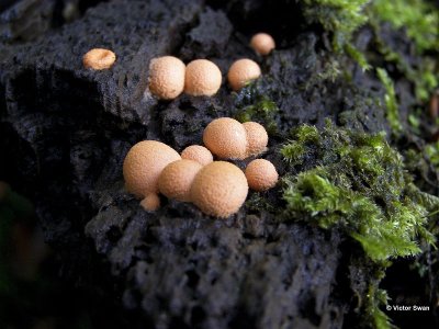 Gewone Boomwrat Lycogala epidendrum.jpg