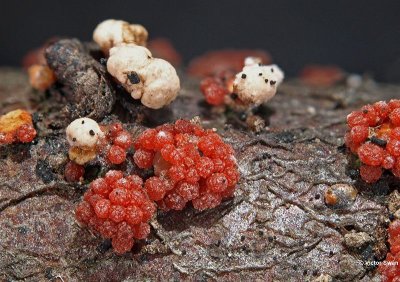 Menniezwammetje Nectria cinnabarina.JPG