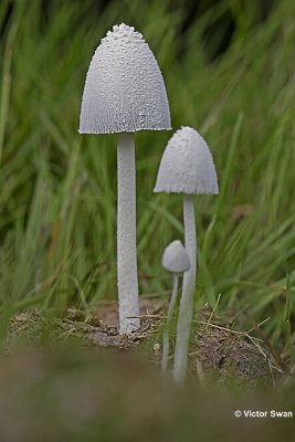 Witte mestinktzwam Coprinus niveus .jpg