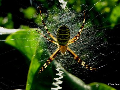 Tijgerspin Argiope bruennichi.jpg