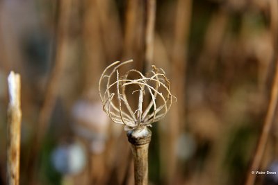 Gewone klaproos   Papaver rhoeas skelet .JPG