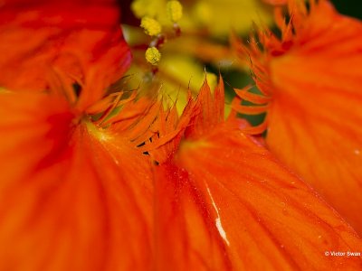 Oost indische kers Tropaeolum majus.JPG