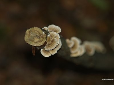 Gewoon elfenbankje Trametes versicolor.JPG