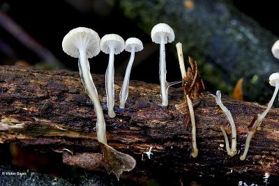 Slijmsteelmycena Roridomyces roridus .jpg