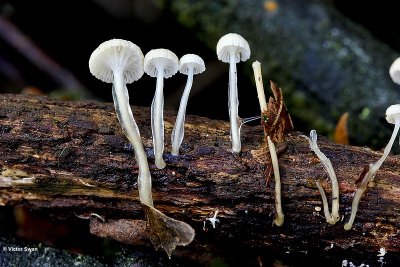 Slijmsteelmycena   Roridomyces roridus .jpg