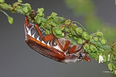 Meikever Melolontha melolontha .jpg