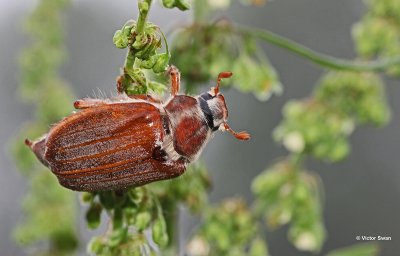 Meikever Melolontha melolontha .jpg
