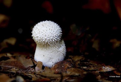 Parelstuifzwam Lycoperdon perlatum.jpg