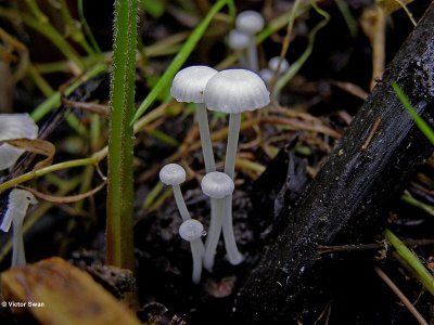 Smeerwortel mycena Hemimycena candida.jpg