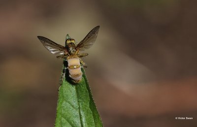 Entomophthora muscae op Scathophaga.jpg