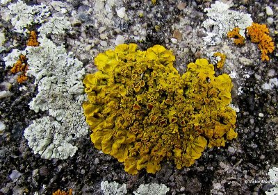 Groot dooiermos Xanthoria parietina.jpg