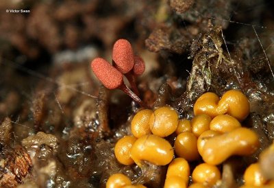 Arcyria denudata gele Trichia varia .JPG