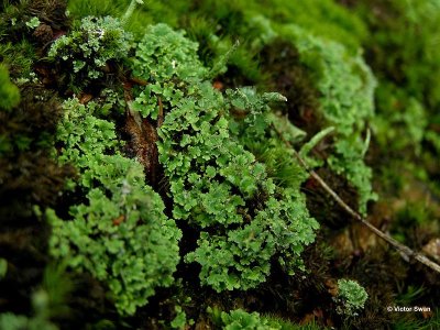 Smal bekermos Cladonia coniocraea.jpg