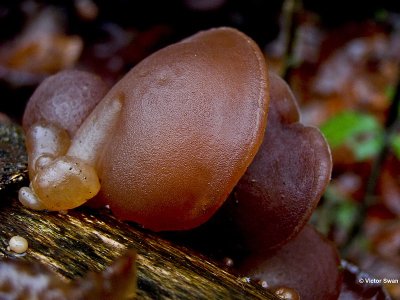 Judasoor Auricularia auricula-judae.jpg