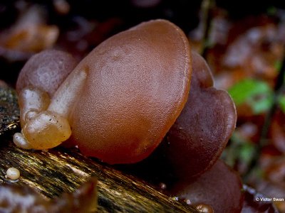 Judasoor  Auricularia auricula-judae.jpg