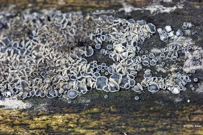 Gedrongen mollisia Mollisia cinerea.jpg