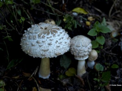 knolparasolzwam  Chlorophyllum rhacodes.jpg