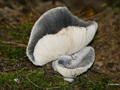 Berijpte russula  Russula parazurea .jpg