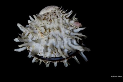 0293-X Spondylus barbatus.JPG