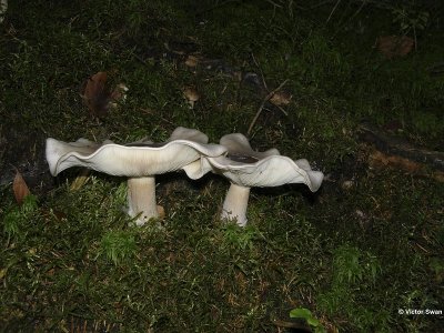 Nevelzwam Clitocybe nebularis.jpg