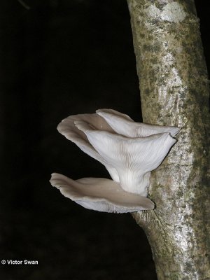 Bleke oesterzwam Pleurotus pulmonarius.jpg