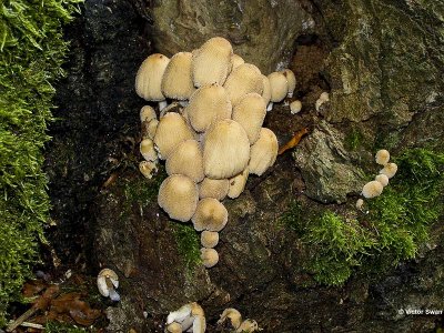 Gewone glimmerinktzwam Coprinus micaceus .JPG