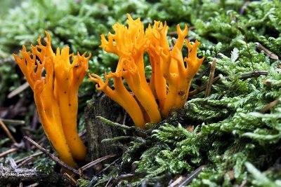 kleverig koraalzwammetje  Calocera viscosa.jpg