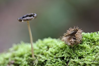 hazenpootje  Coprinus lagopus.jpg