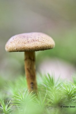 Kaneelkleurige gordijnzwam  Cortinarius cinnamomeus.jpg