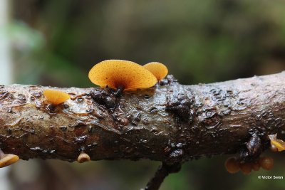 Eikentakstromakelkje Rutstroemia firma.JPG