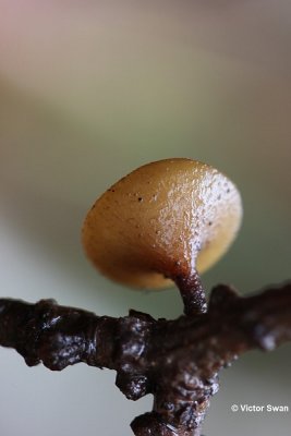 Eikentakstromakelkje Rutstroemia firma.JPG