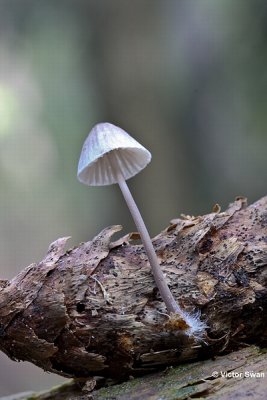 Muizenstaartje Baeospora myosura.jpg