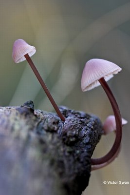 Grote bloedsteelmycena  Mycena haematopus.jpg