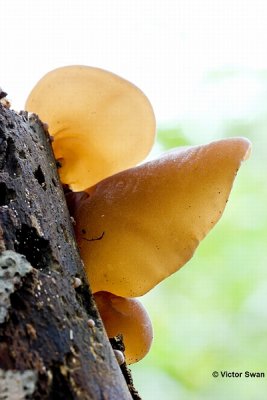Judasoor Auricularia auricula-judae.jpg