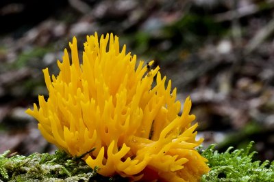 kleverig koraalzwammetje  Calocera viscosa.jpg