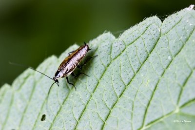 Noordse kakkerlak Ectobius lapponicus.jpg