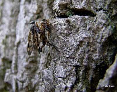 Gewone Snipvlieg Rhagio scolopaceus.jpg