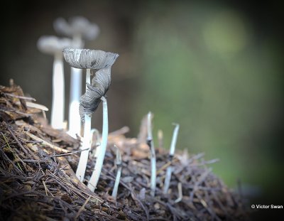 Hazenpootje  Coprinus lagopus .jpg