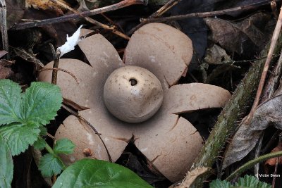 Gekraagde aardster  Geastrum triplex.jpg