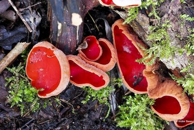 Krulhaarkelkzwam Sarcoscypha austriaca.jpg