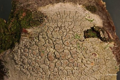 Melige schotelkorst lecanora carpinea.jpg
