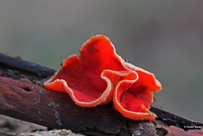 Rode kelkzwam  Sarcoscypha coccinea.jpg