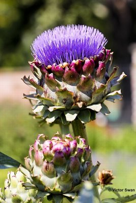 Artisjok   Cynara cardunculus.jpg