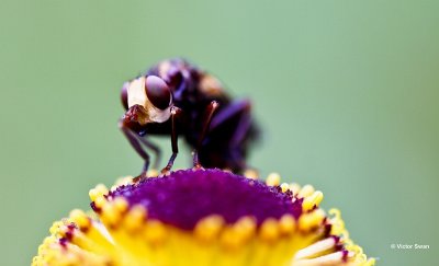 Roestbruine kromlijf Sicus ferrugineus.jpg
