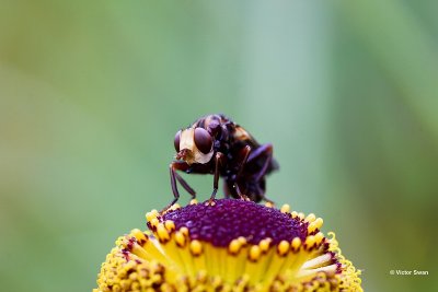 Roestbruine kromlijf Sicus ferrugineus .jpg