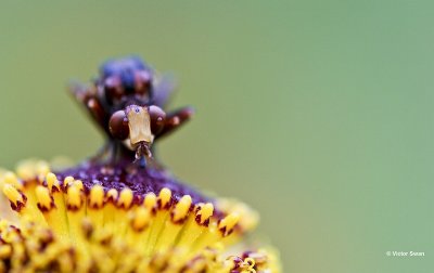 Roestbruine kromlijf Sicus ferrugineus.jpg